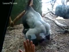 Huge silverback gorilla fucking his cage mate 